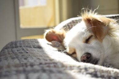 pet custody law dog sleeping